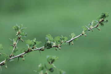 gooseberry bush branch with first leaves