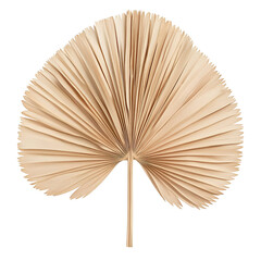 Natural beige palm leaf fan decoration
