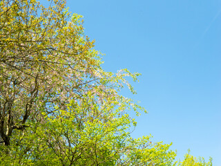 山に咲いた桜の花