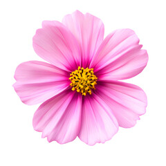 Pink flower closeup on black background