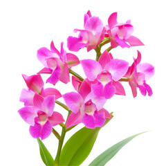Pink orchids closeup image for floral design