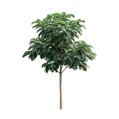 Single tree silhouette dark background