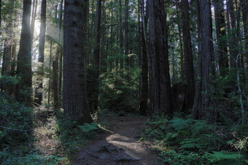 Sun peeks through the redwoods in Northern California