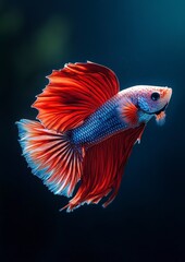 Fototapeta premium siamese fighting fish
