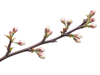 Delicate branch showcasing budding flowers against a simple transparent backdrop for design
