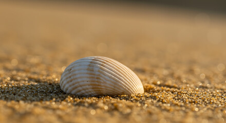 Seashell on Sandy Beach at Sunset Golden Hour Coastal Photography