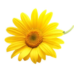 Vibrant yellow sunflower flower image