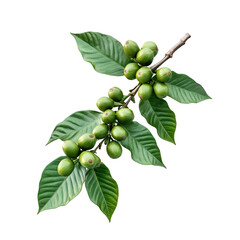 Closeup botanical plant branch with berries