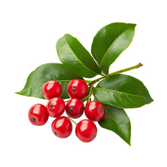 Closeup bright red berries with lush green leaves