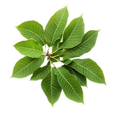 Closeup green leaves circular pattern nature image
