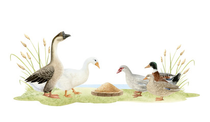 Obraz premium Hand drawn geese and ducks feeding on grass horizontal watercolor illustration isolated on white. Poultry yard waterfowl birds in hand drawn realistic style. Summer farm clipart in brown green