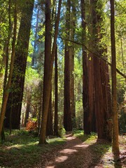 Redwood forest at Hendy Woods State Park, California