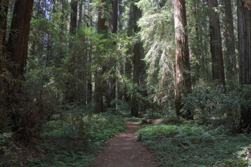 Fototapeta premium Sunlight peeks through the redwoods at Hendy Woods State Park, California
