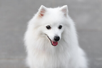 Fototapeta premium white Japanese Pomeranian Spitz looks up at owner on walk in park, dogwalking concept