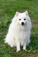 Fototapeta premium white Japanese Pomeranian Spitz looks forward on walk in park, dogwalking concept