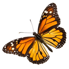 butterfly isolated on white background