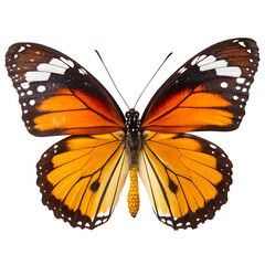 butterfly isolated on white