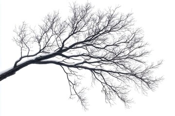 A stark silhouette of a bare tree branch against a white background, evoking winter's chill