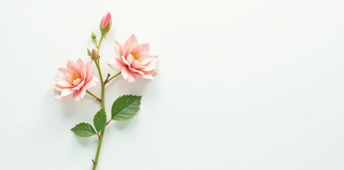 A single stem with leaves and flowers in a white space, garden, nature, natural light