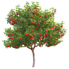 Vibrant green tree against dark background