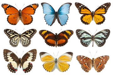 set of butterflies