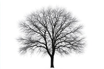 Bare tree silhouette against a white background, emphasizing its intricate branch structure