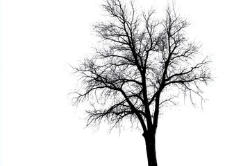 Bare tree silhouetted against a white background, symbolizing winter and solitude