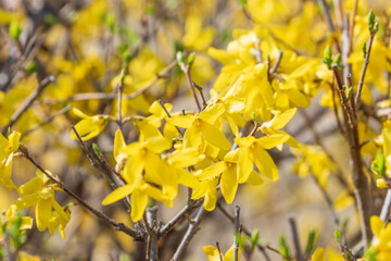 Yellow forsythia signals the beginning of spring. - Forsythia koreana