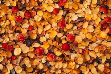 dried fruits background