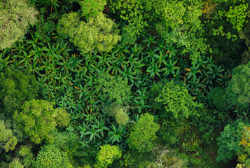 Naklejka premium Aerial view Tropical rain forest with trees