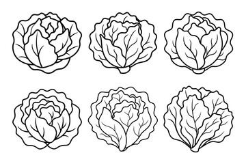 Whole fresh cabbage vegetable thin line Icon set vector illustration with white background