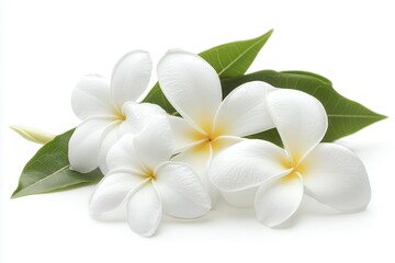 Beautiful white plumeria flowers arranged with green leaves on a bright background