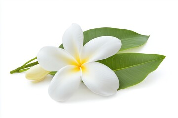 Naklejka premium Beautiful white plumeria flower with green leaves arranged elegantly on a bright background