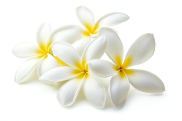Fototapeta premium Beautiful white plumeria flowers with yellow accents arranged artistically on a white background