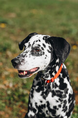black and white slim and muscular spotted Dalmatian dog in red collar sitting in park with green grass outdoors in hot sunny summer day, close-up view, dogwalking concept