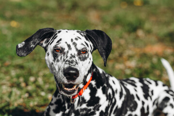 black and white slim and muscular spotted Dalmatian dog in red collar lying on grass in park...