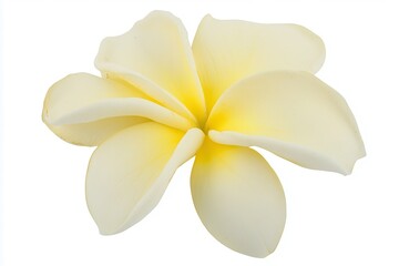 Close-up of a delicate yellow plumeria flower showcasing its soft petals against a white background