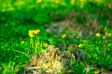  Yellow dandelions in early spring in the park.