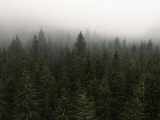 Aerial top view of summer green trees in forest with mountains in Slovakia. Drone