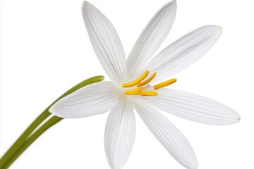 Close-up of a white flower with yellow stamens against a clean white background