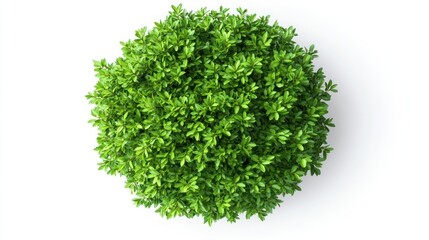 Top view of a round green potted plant