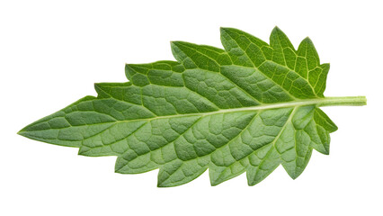 Obraz premium Tomato leaf isolated on transparent background