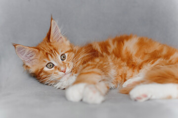 ginger Maine-Coon kitten lying on grey chair at home, red small thoroughbred cat. pet care concept