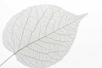 Delicate translucent leaf showcasing intricate vein patterns against a soft white background (1)