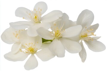 Obraz premium Delicate white jasmine flowers with vibrant yellow stamens against a clean background