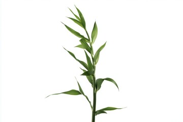 Fototapeta premium Elegant green bamboo stalk with vibrant leaves against a clean white background