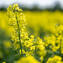 Obraz premium Vibrant Yellow Rapeseed Field in Full Bloom