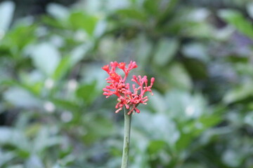 Jatropha podagrica
