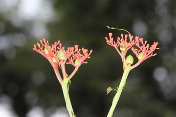 Jatropha podagrica
