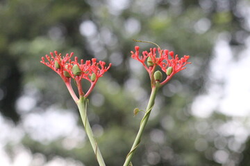 Jatropha podagrica
